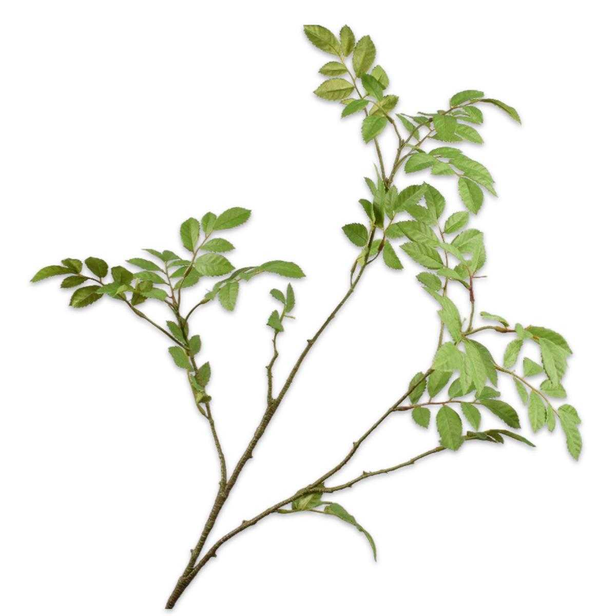 0006450007_HauptbildFreigestellt-1718349290007force=true